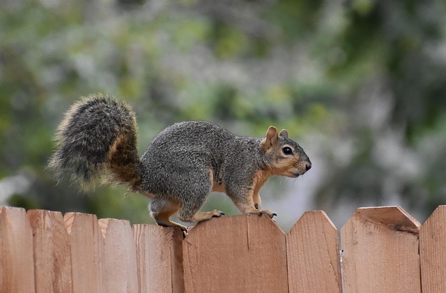 fence-company-640x480-12020952.jpeg