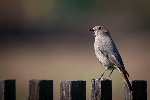 fence-company-640x480-22453958.jpeg