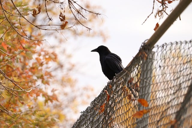 fence-company-640x480-23856596.jpeg