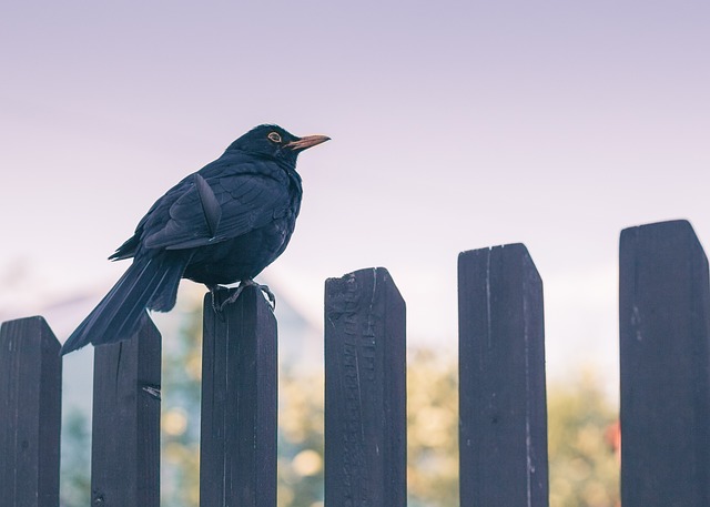fence-company-640x480-41065202.jpeg