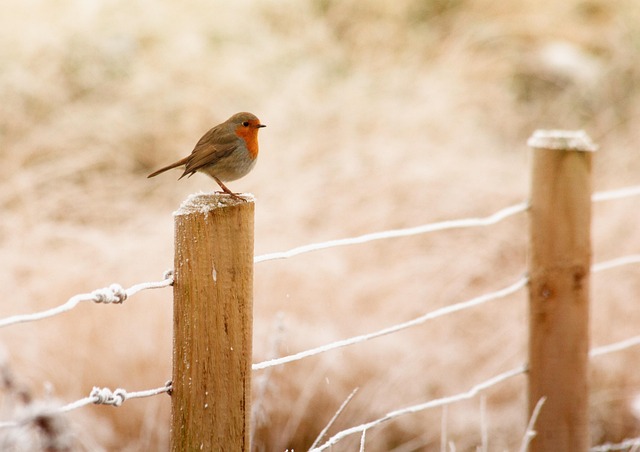 fence-company-640x480-49279080.jpeg