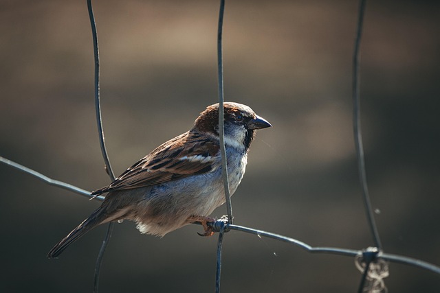 fence-company-640x480-50040794.jpeg