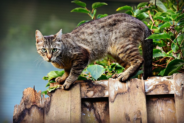 fence-company-640x480-80050149.jpeg