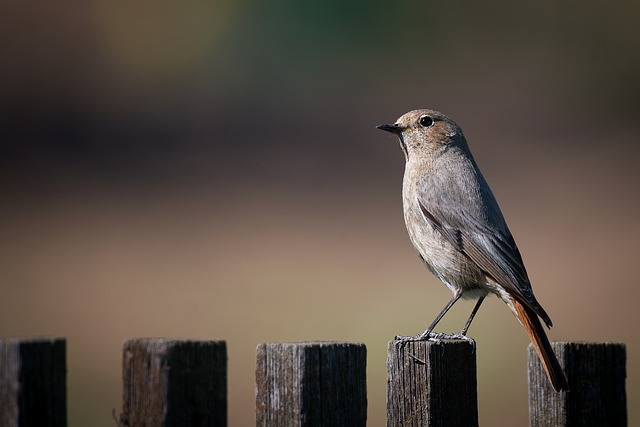 fence-company-640x480-87443840.jpeg