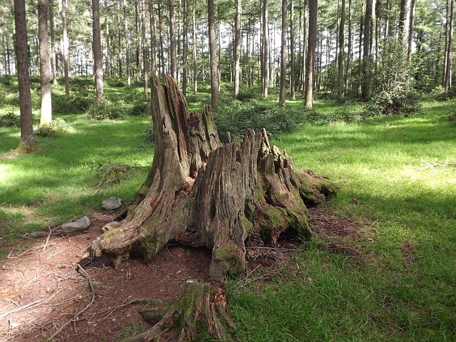stump grinding