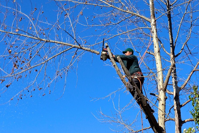 tree removal|tree removal|stump grinding|tree trimming