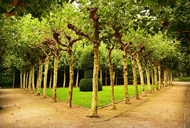 tree-removaltree-removalstump-grindingtr-640x480-20970560.jpeg
