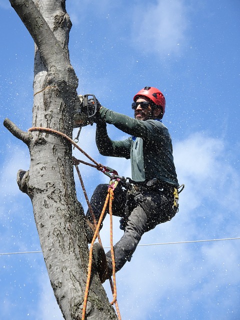 tree-removaltree-removalstump-grindingtr-640x480-20992075.jpeg