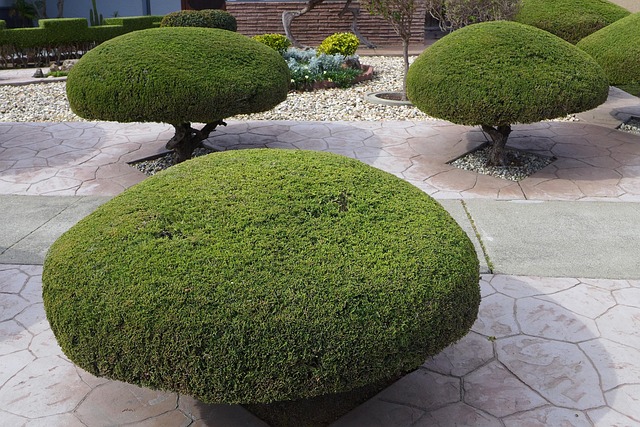 tree removal|tree removal|stump grinding|tree trimming