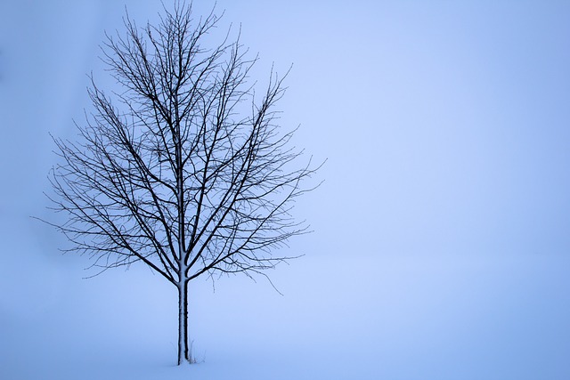 tree-service-640x480-1466394.jpeg