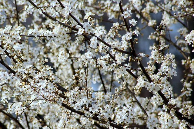 tree-service-640x480-15654281.jpeg