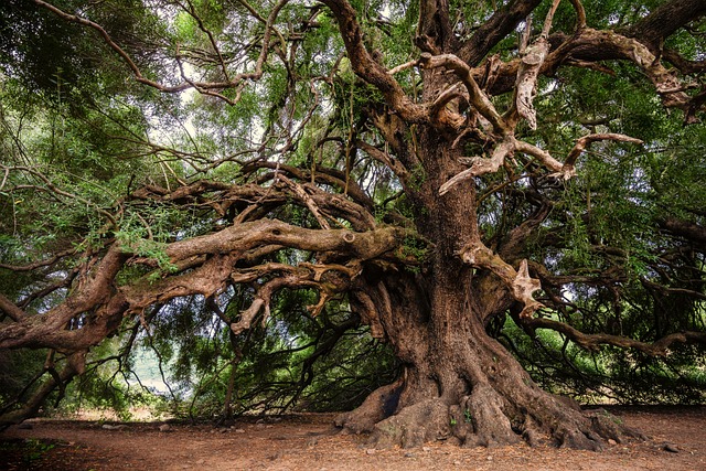 tree-service-640x480-16621424.jpeg