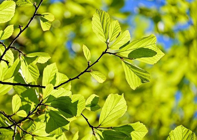 tree-service-640x480-16656975.jpeg