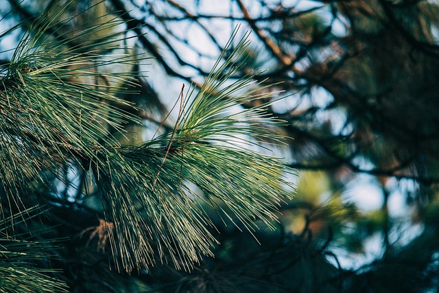 tree-service-640x480-16882154.jpeg