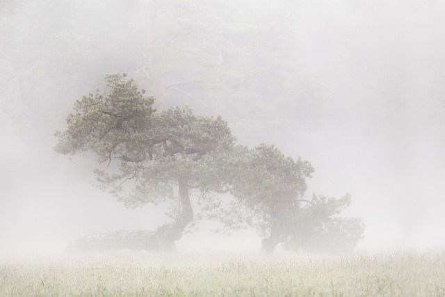 tree-service-640x480-18448035.jpeg