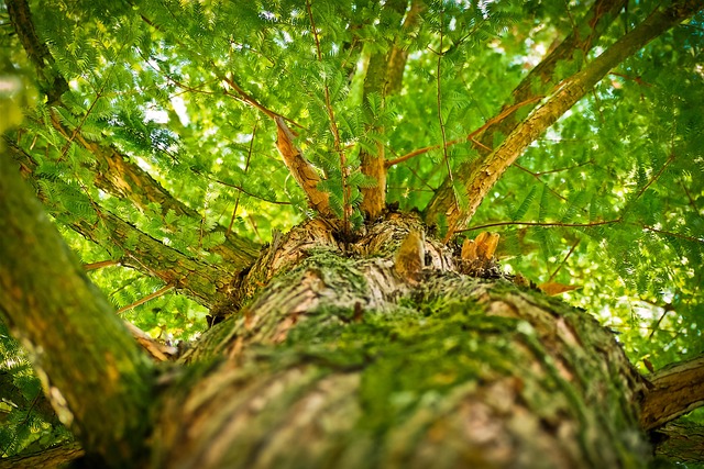 tree-service-640x480-21282800.jpeg