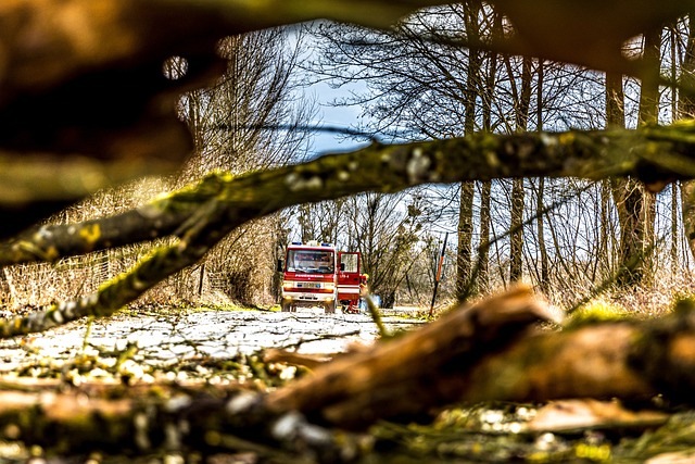 tree-service-640x480-21493435.jpeg