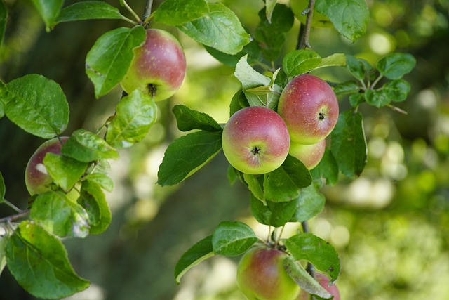 tree-service-640x480-28062454.jpeg