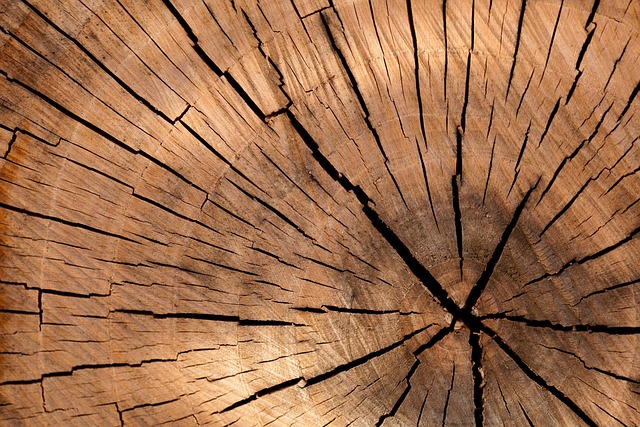 tree-service-640x480-2846790.jpeg