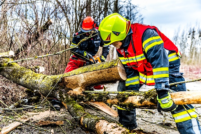 tree-service-640x480-29348175.jpeg