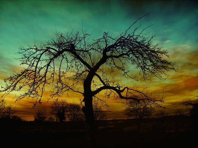 tree-service-640x480-30335011.jpeg