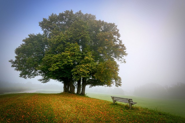 tree-service-640x480-33664093.jpeg
