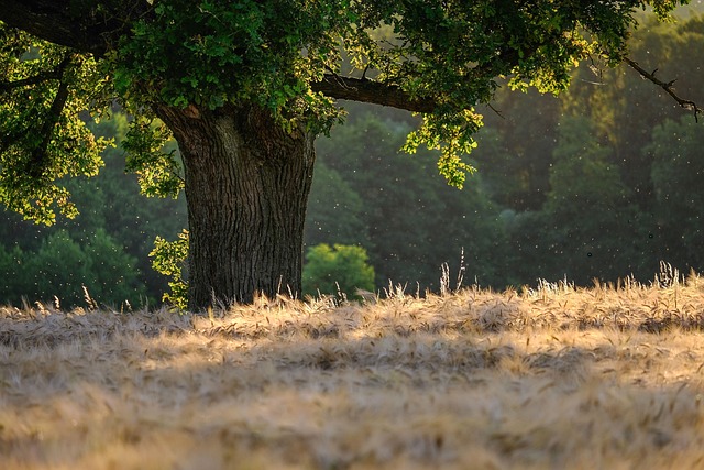 tree-service-640x480-35203928.jpeg