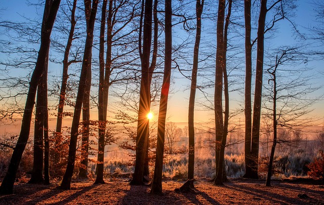 tree-service-640x480-35586608.jpeg