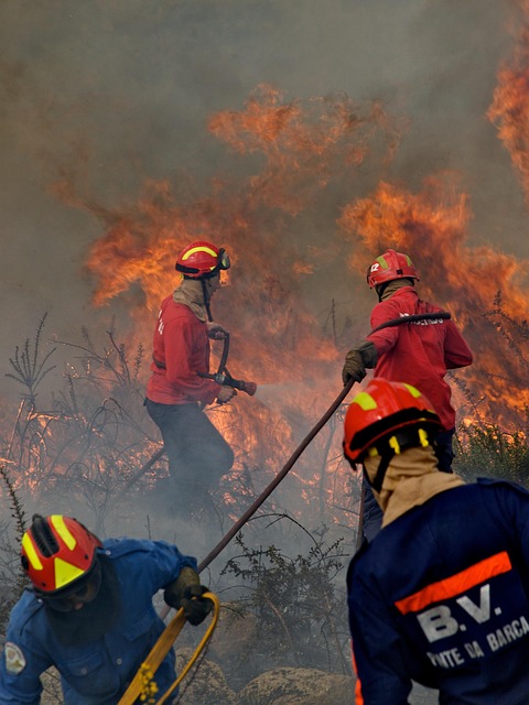 tree-service-640x480-39156151.jpeg