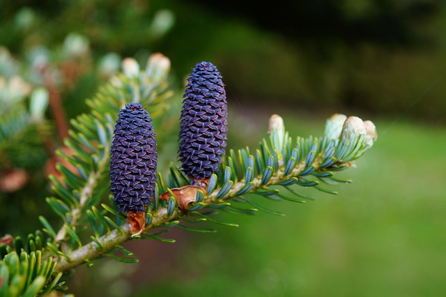 tree-service-640x480-40060343.jpeg