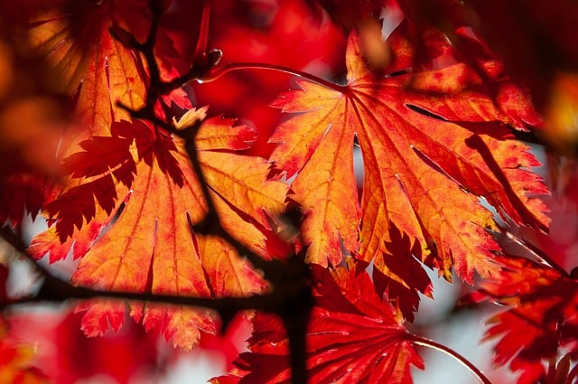 tree-service-640x480-41217402.jpeg