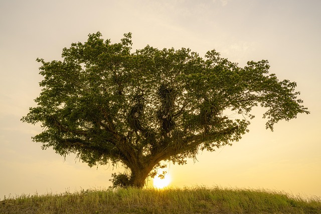 tree-service-640x480-41530572.jpeg