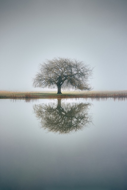tree-service-640x480-48009613.jpeg