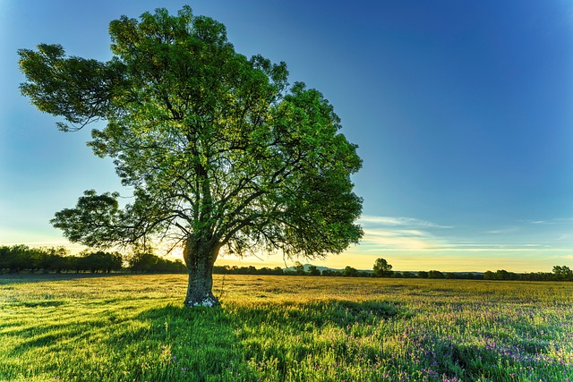 tree-service-640x480-48093364.jpeg