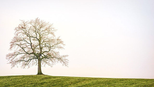 tree-service-640x480-48510820.jpeg