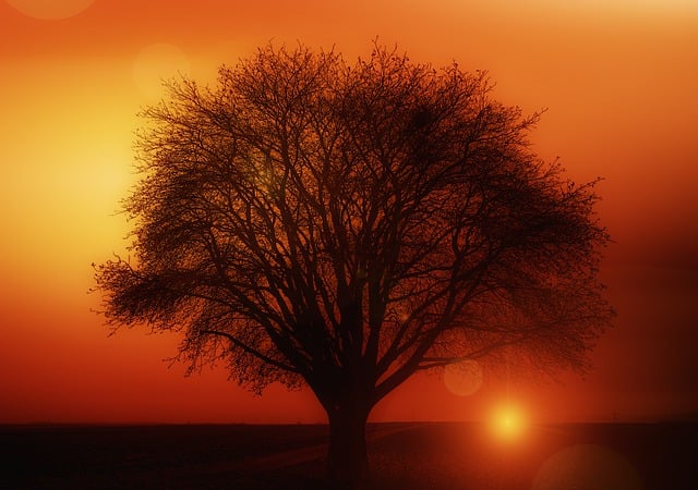 tree-service-640x480-50714163.jpeg