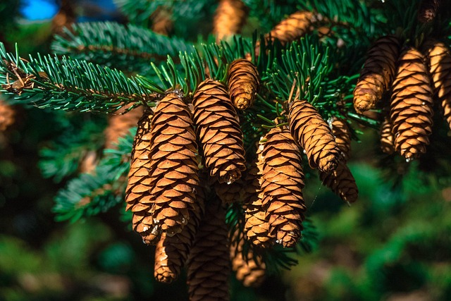 tree-service-640x480-51822393.jpeg