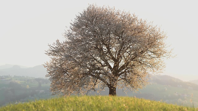 tree-service-640x480-52373652.jpeg