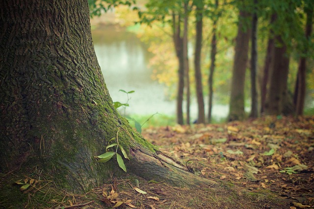 tree-service-640x480-557218.jpeg