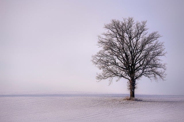 tree-service-640x480-56493008.jpeg