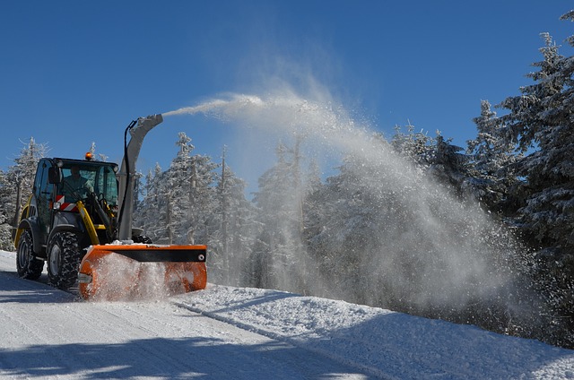 tree-service-640x480-58622543.jpeg