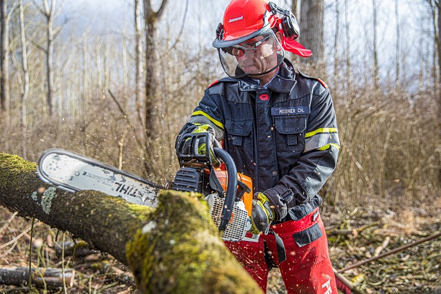 tree-service-640x480-59872931.jpeg