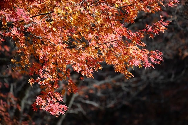 tree-service-640x480-61046418.jpeg