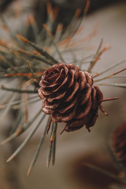tree-service-640x480-61102836.jpeg