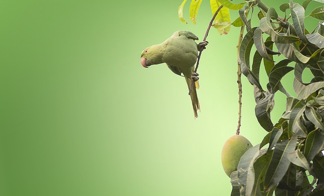 tree-service-640x480-63219235.jpeg