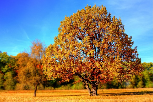 tree-service-640x480-6900594.jpeg