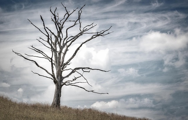 tree-service-640x480-77278193.jpeg