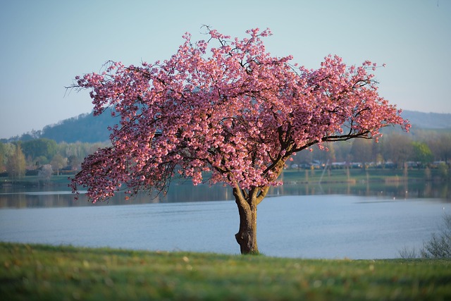 tree-service-640x480-7877322.jpeg