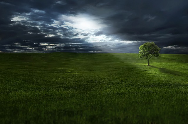 tree-service-640x480-79260906.jpeg