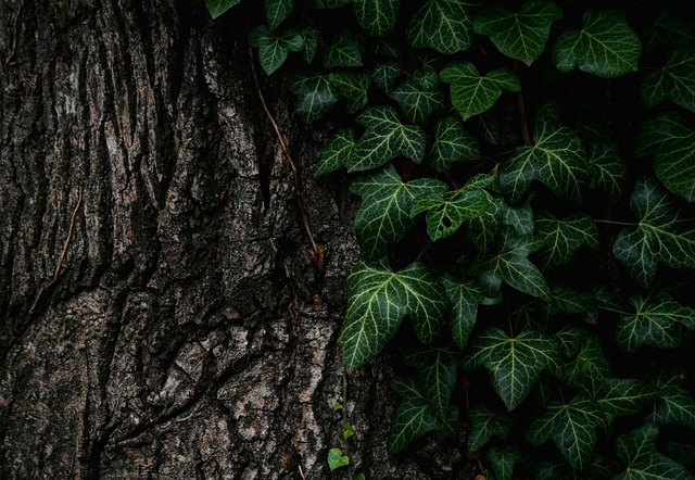 tree-service-640x480-7965861.jpeg
